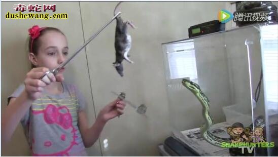 中国教育和国外差别：国外十岁小女孩喂养一屋蟒蛇