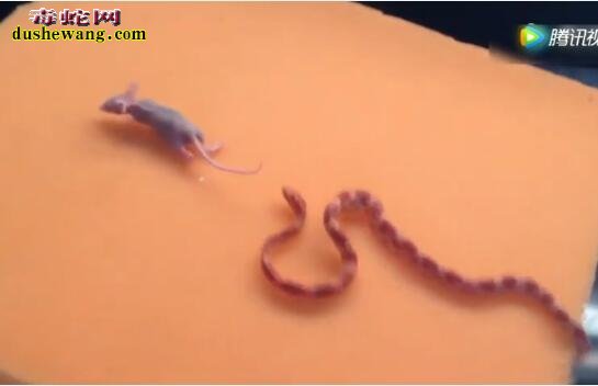 蛇友把小老鼠和玉米蛇放一起！残忍演绎蛇vs老鼠