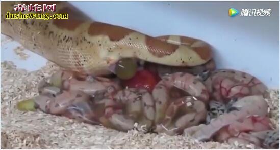 蛇都是产蛋孵化的吗？看看这些母蛇直接产子