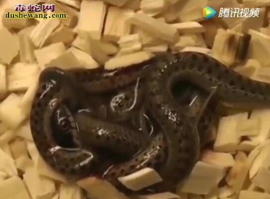 蛇都是产蛋孵化的吗?看看这些母蛇直接产子