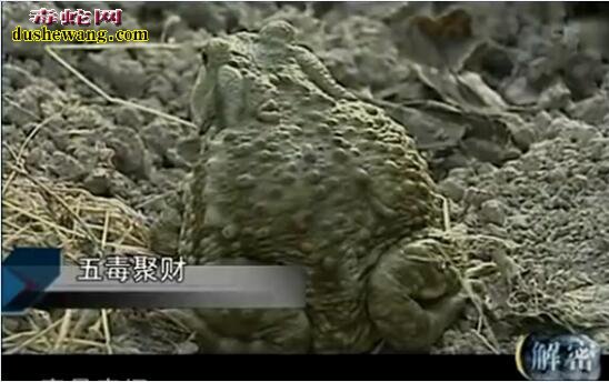 五毒聚财:男子养殖癞蛤蟆年赚百万技术