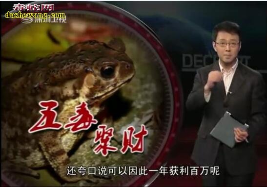 五毒聚财:男子养殖癞蛤蟆年赚百万技术