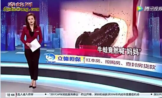 牛蛙宰杀前如婴儿叫“妈妈”!成精了