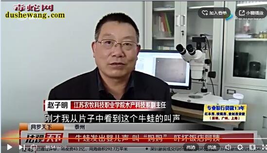 牛蛙宰杀前如婴儿叫“妈妈”!成精了