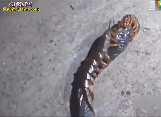 蜈蚣吃蛇!蜈蚣捕食眼镜蛇