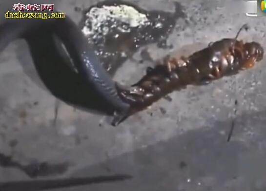 蜈蚣吃蛇!蜈蚣捕食眼镜蛇