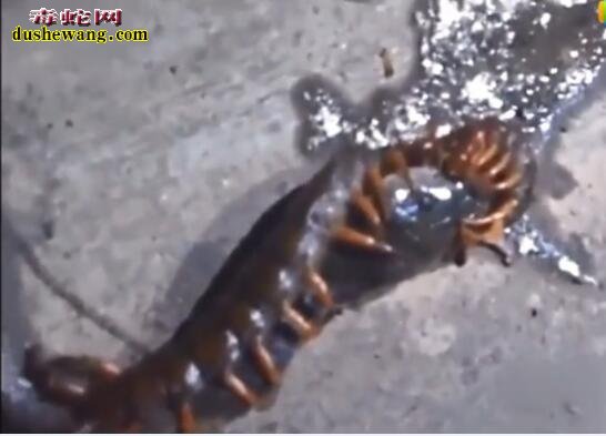 蜈蚣吃蛇!蜈蚣捕食眼镜蛇