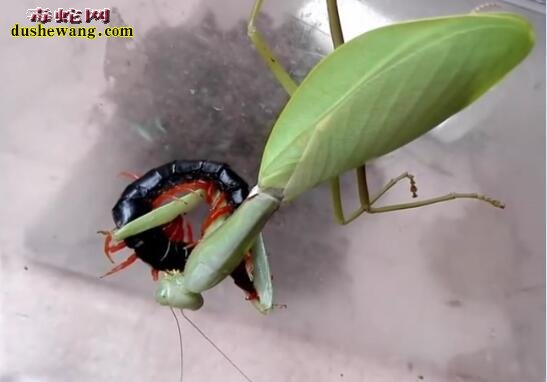 实拍：螳螂捕食蜈蚣、“螳螂拳”vs“五毒功”