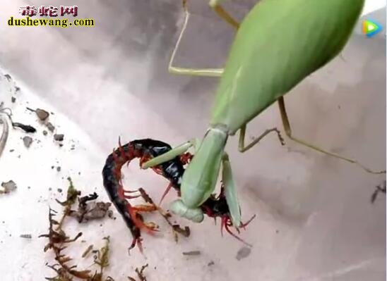 实拍：螳螂捕食蜈蚣、“螳螂拳”vs“五毒功”