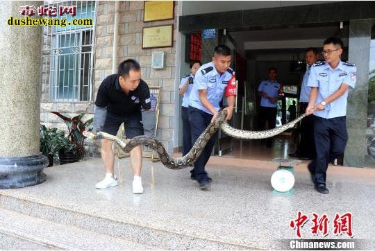 云南3.5米长网纹蟒农家偷吃鸡！森林公安“缉拿归案”！