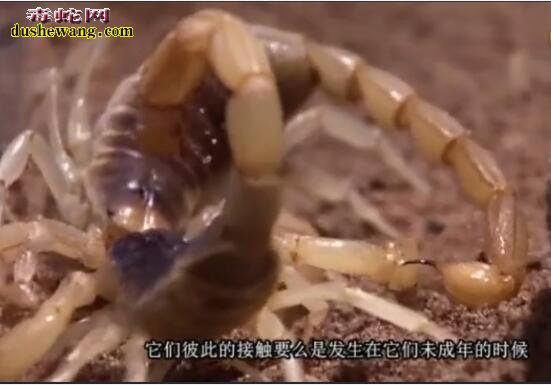 蝎子知识科普:蝎子的故事