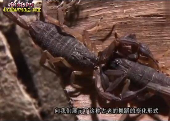 蝎子知识科普:蝎子的故事