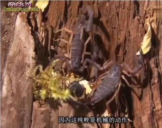 蝎子知识科普:蝎子的故事