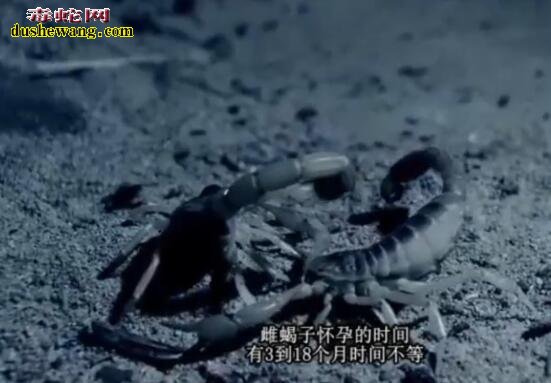 蝎子知识科普:蝎子的故事