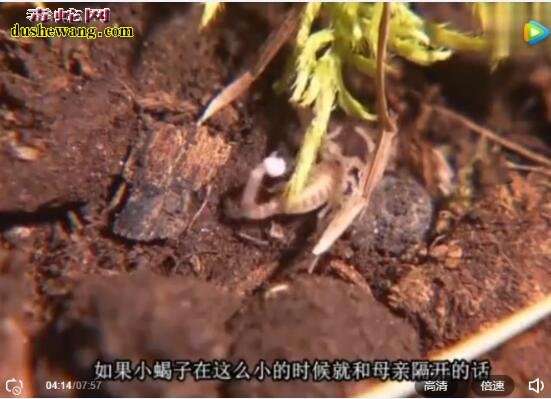 蝎子知识科普:蝎子的故事