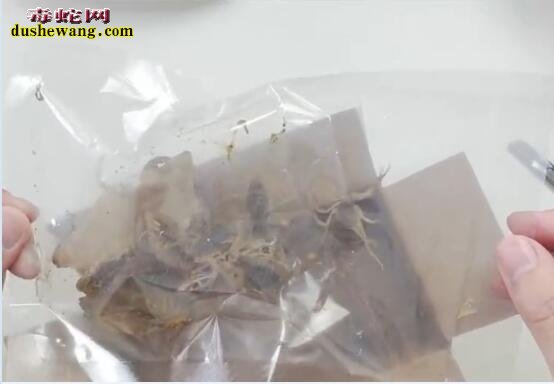 小伙网上购买活蝎子现场来个油炸蝎子吃