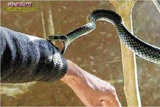 湖南蛇伤医院：长沙市中心医院两个月收18例蛇伤！