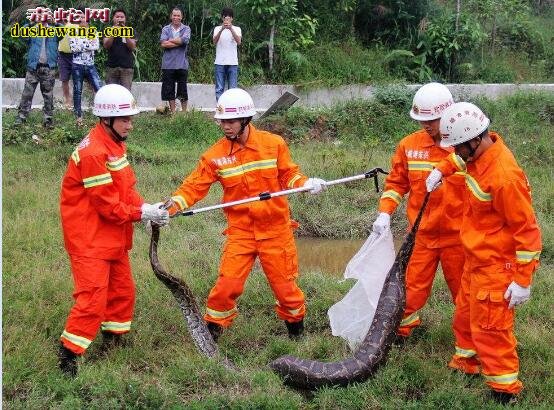 捕蛇器图片