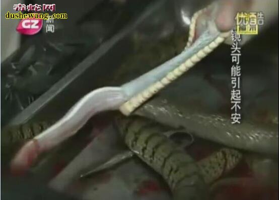 看看这蛇寄生虫还敢吃野生蛇吗？专家推荐吃养殖蛇！