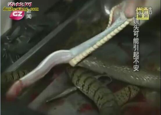 看看这蛇寄生虫还敢吃野生蛇吗?专家推荐吃养殖蛇!