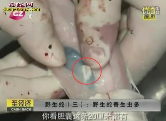 看看这蛇寄生虫还敢吃野生蛇吗?专家推荐吃养殖蛇!