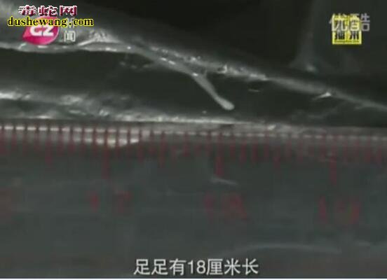 看看这蛇寄生虫还敢吃野生蛇吗?专家推荐吃养殖蛇!