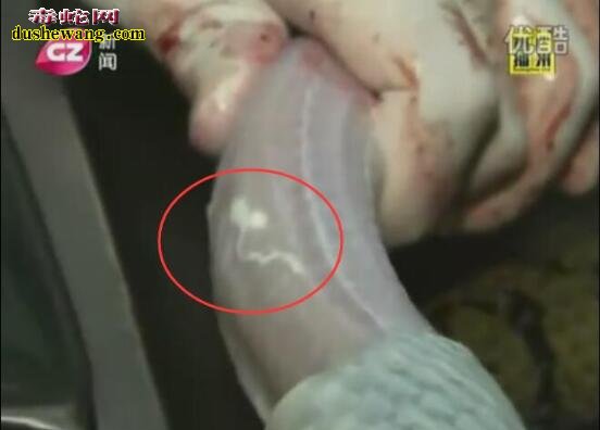 看看这蛇寄生虫还敢吃野生蛇吗?专家推荐吃养殖蛇!