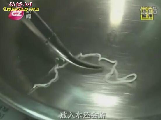 看看这蛇寄生虫还敢吃野生蛇吗?专家推荐吃养殖蛇!