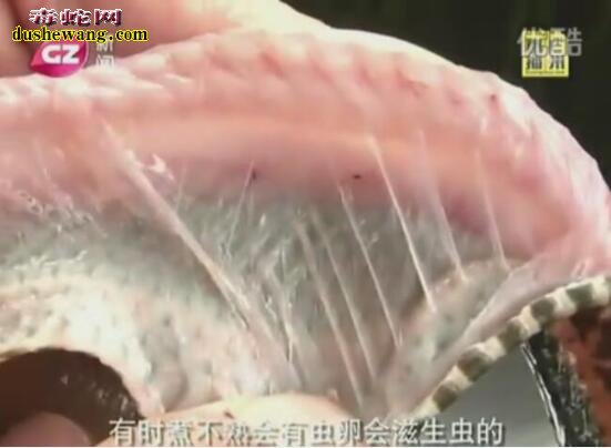 看看这蛇寄生虫还敢吃野生蛇吗?专家推荐吃养殖蛇!