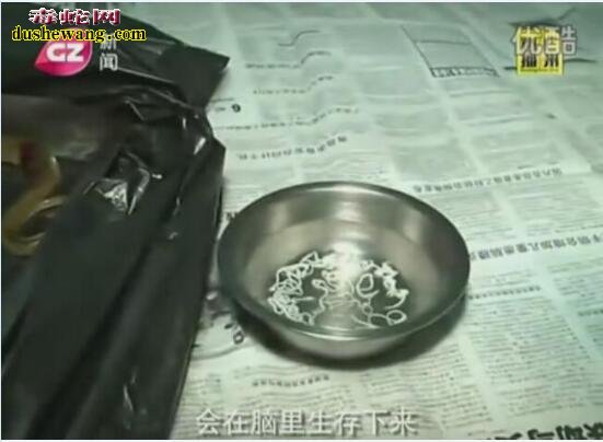 看看这蛇寄生虫还敢吃野生蛇吗?专家推荐吃养殖蛇!