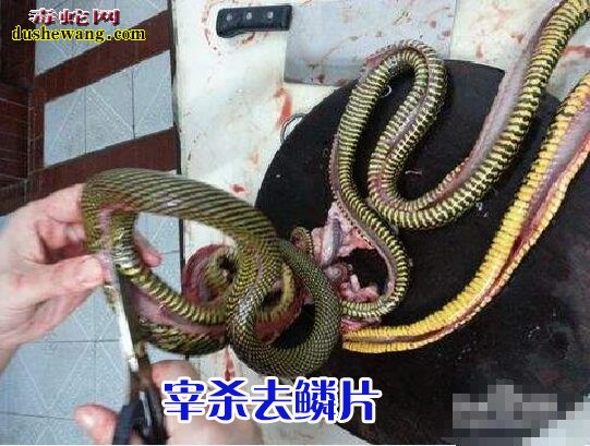 看看这蛇寄生虫还敢吃野生蛇吗?专家推荐吃养殖蛇!