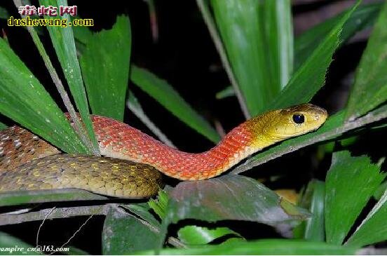 红脖颈槽蛇是毒蛇吗