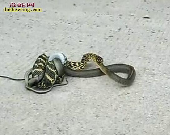 这么厉害!一地王锦蛇、十里无毒蛇是真的吗?