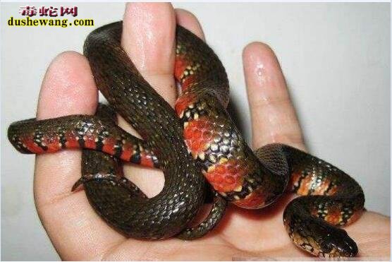 水蛇是不是水律蛇？