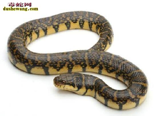 斑水蛇、斑水蛇品种介绍