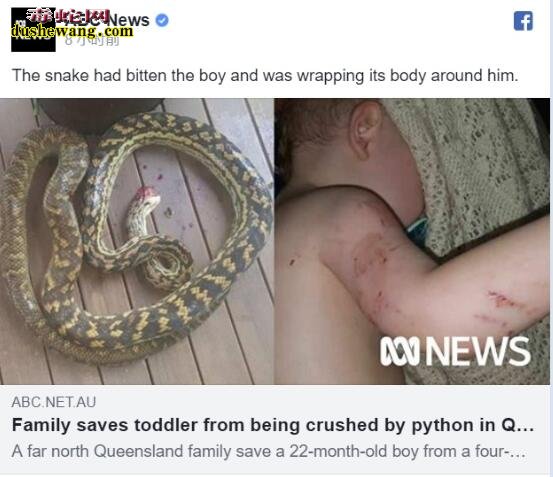 澳洲蟒蛇入室缠住22月大幼儿