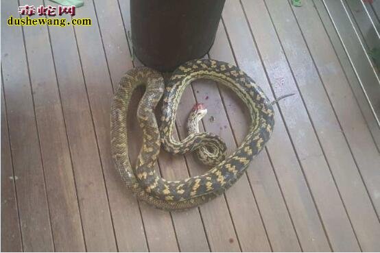 澳洲蟒蛇入室缠住22月大幼儿
