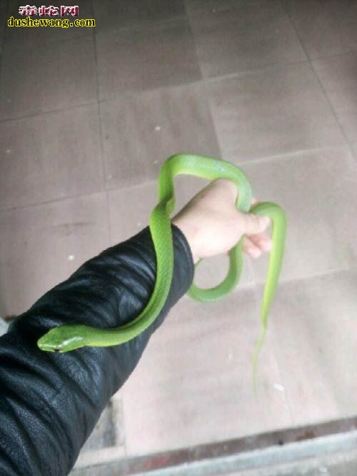 翠青蛇咬人疼吗?