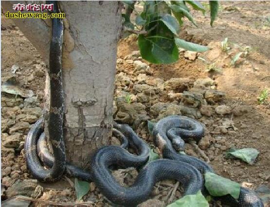 棕黑锦蛇的养殖方法