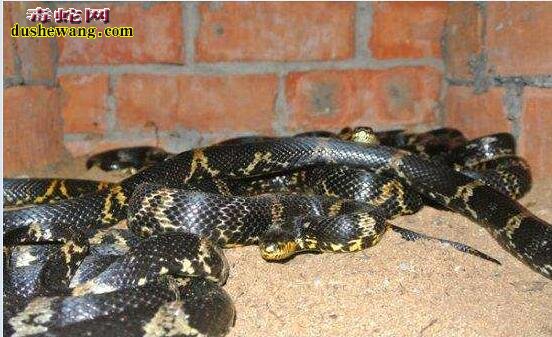 棕黑锦蛇的养殖方法