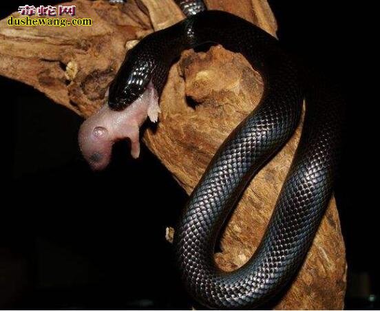 墨西哥黑色王蛇