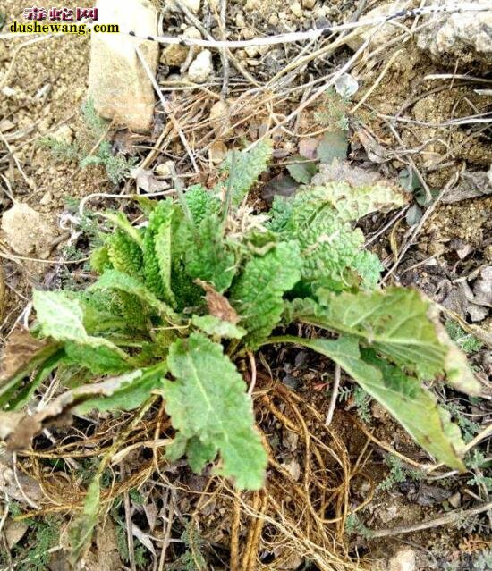 蛤蟆菜癞蛤蟆草是什么植物有什么功效与作用