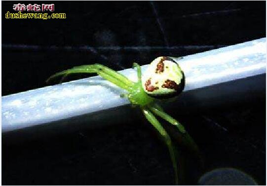 鬼脸蜘蛛