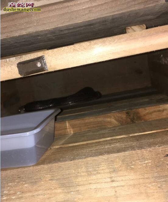种蛇秋冬引种注意事项