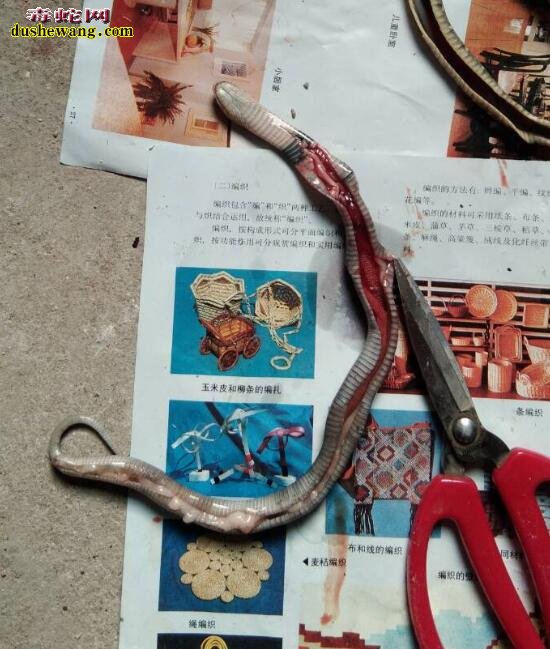 图说养蛇:一列蛇友眼镜蛇养殖死亡解剖分析