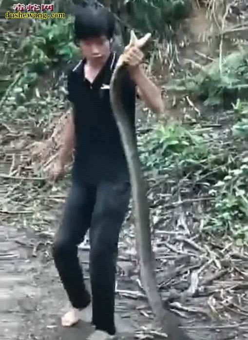 男子鱼塘边捕获5米大蛇！很多网友不识这种“蛇王”！