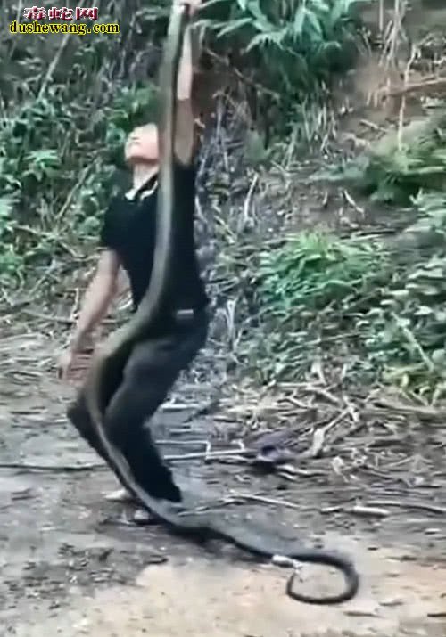 男子鱼塘边捕获5米大蛇！很多网友不识这种“蛇王”！