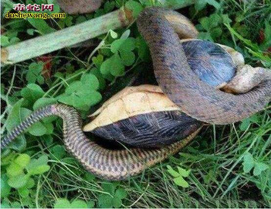 毒蛇捕食乌龟被反杀！还以为自己的毒液天下无敌呢！