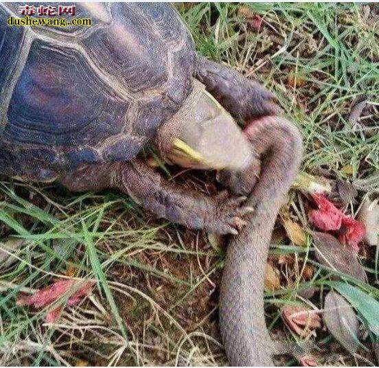 毒蛇捕食乌龟被反杀!还以为自己的毒液天下无敌呢!