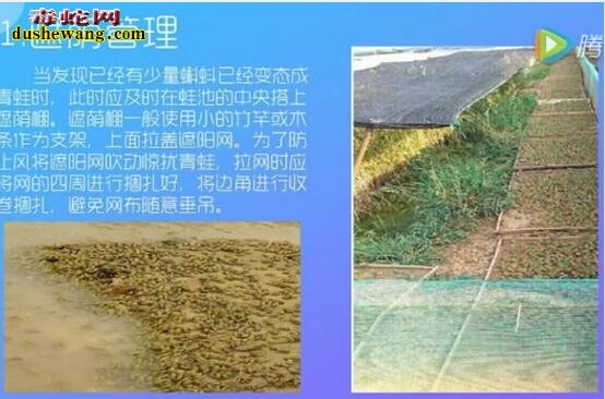 青蛙养殖视频
